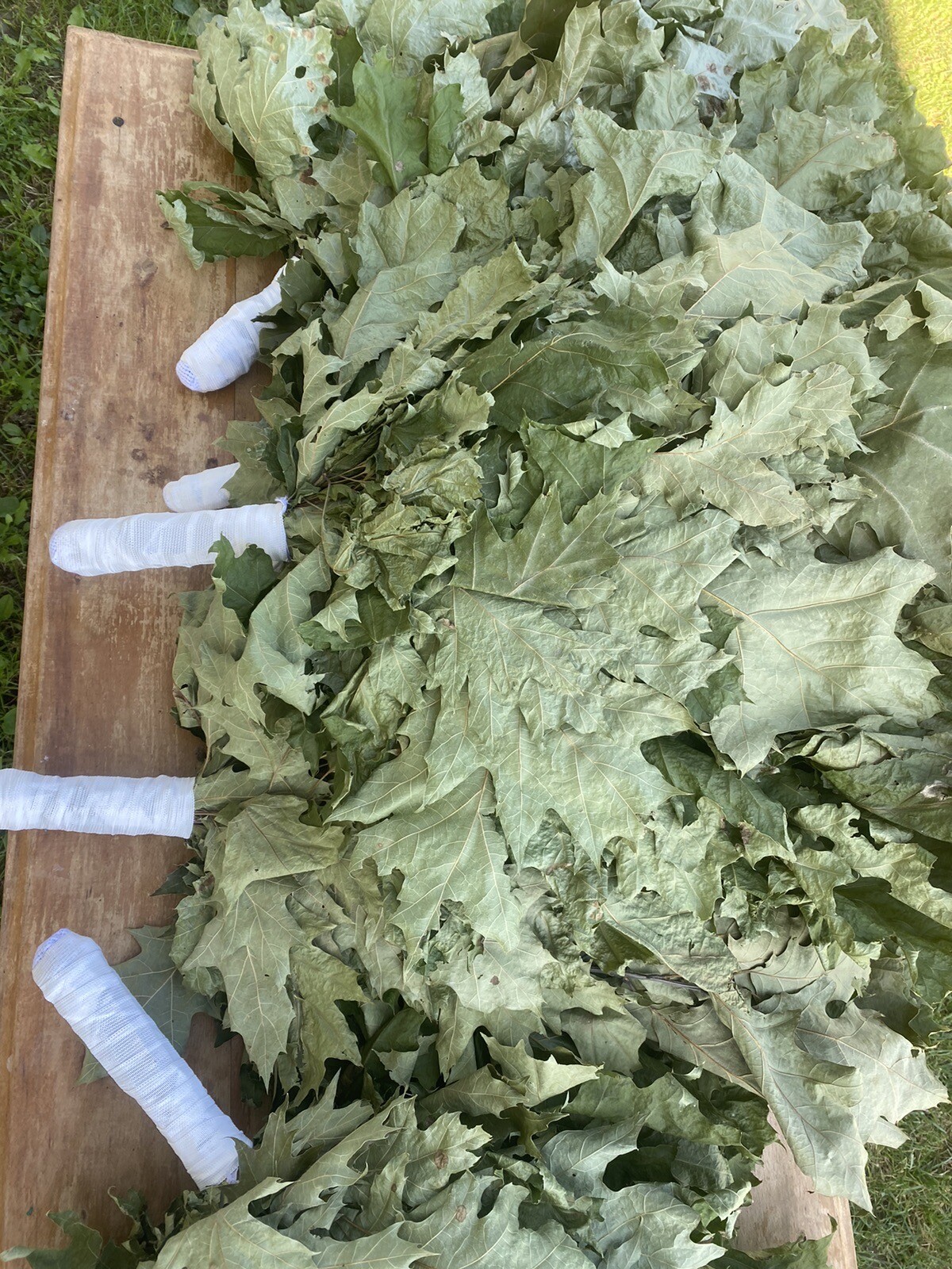 10 Oak whisks, banya brooms, whisks, venik, Birkenreisige, Venik, sauna