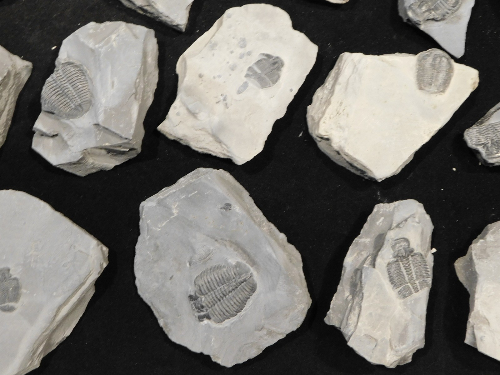 GIANT Lot of FORTY 100% Natural Elrathia TRILOBITE Fossils in Matrix Utah 2300gr