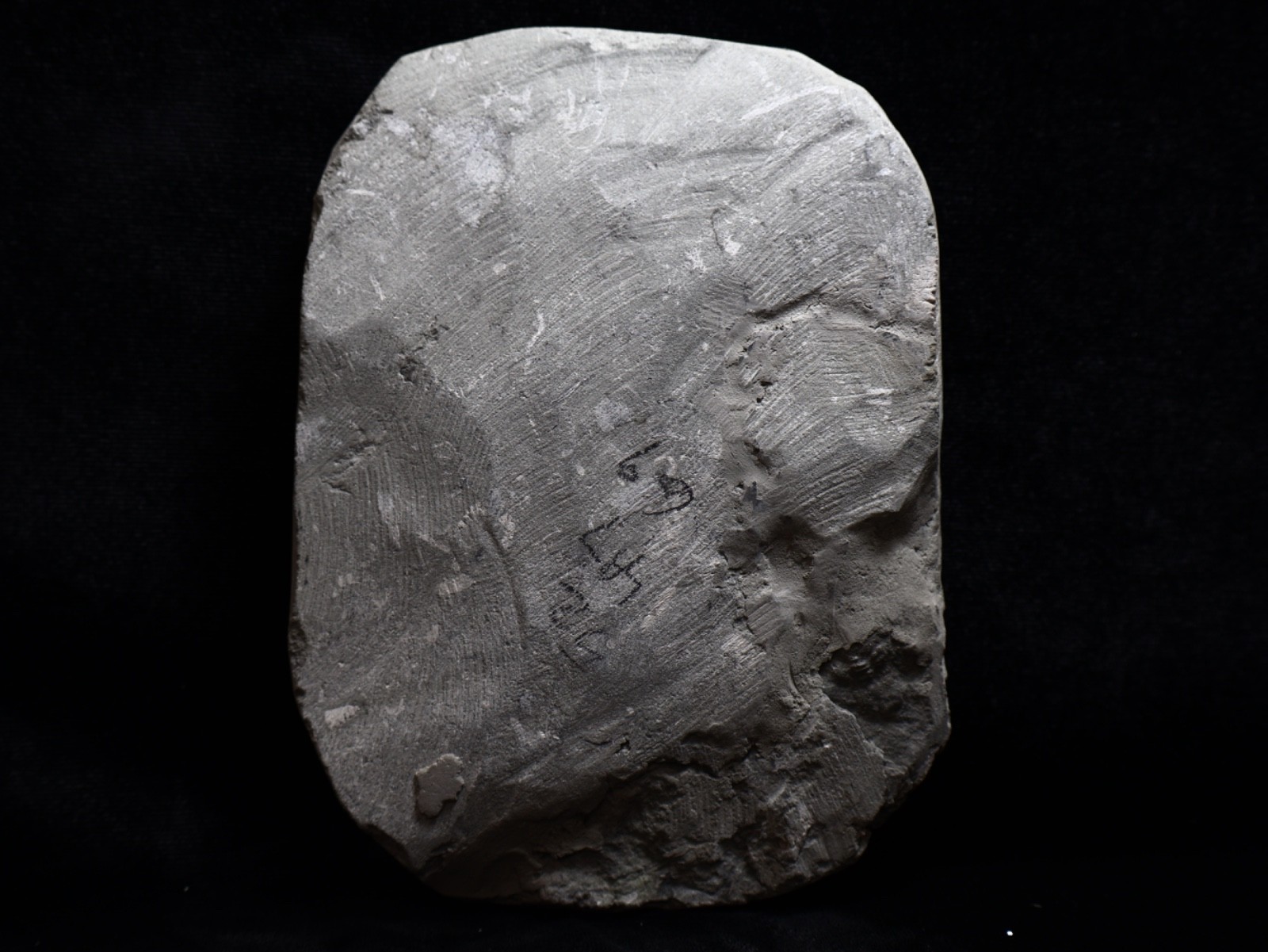 Threaded Fossil Crinoids, Crawfordsville, Indiana