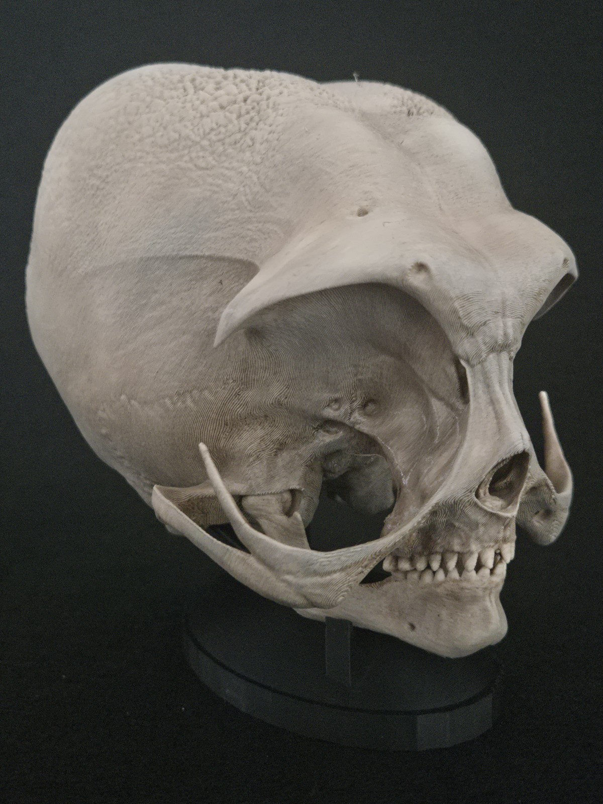 Alien Skull with stand - Realistic