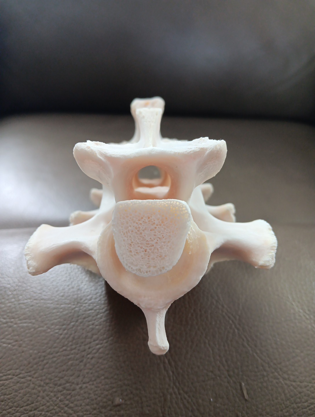 Deer Spine Connected 3 Vertebrae Professionally Cleaned Whitened Taxidermy Buck