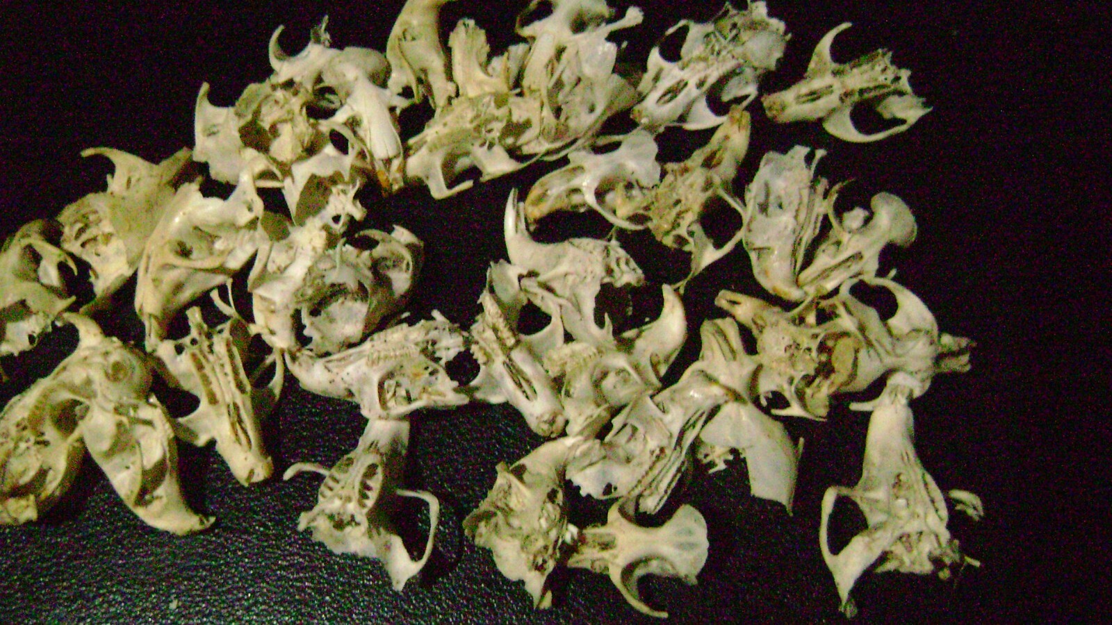 30 BROKEN RAT SKULLS real animal bones head skeleton taxidermy art crafts lot