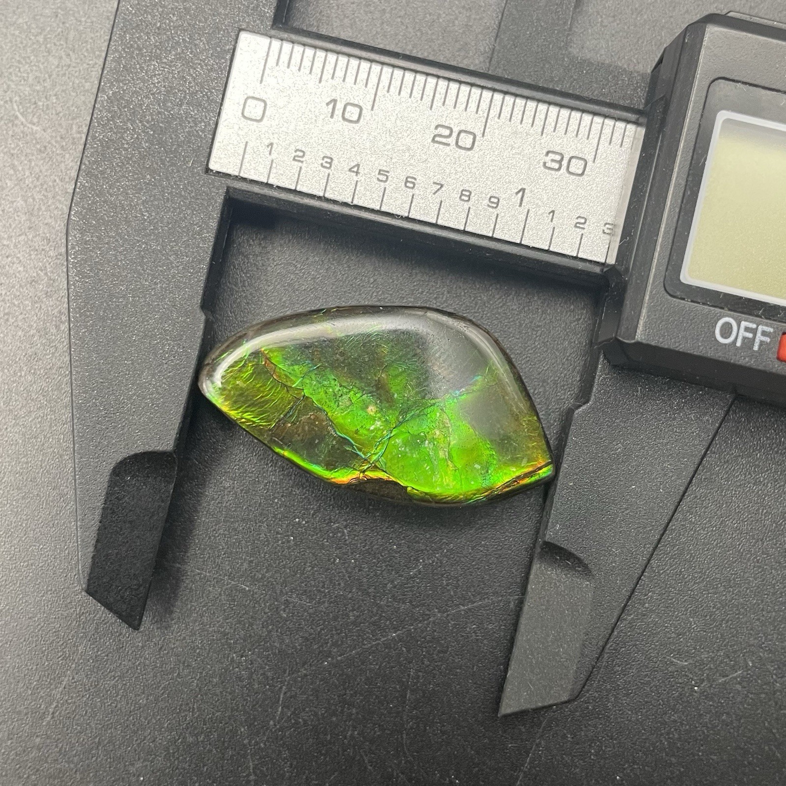 Beautiful Vibrant Green Canadian Ammolite Authentic Ammonite Fossil