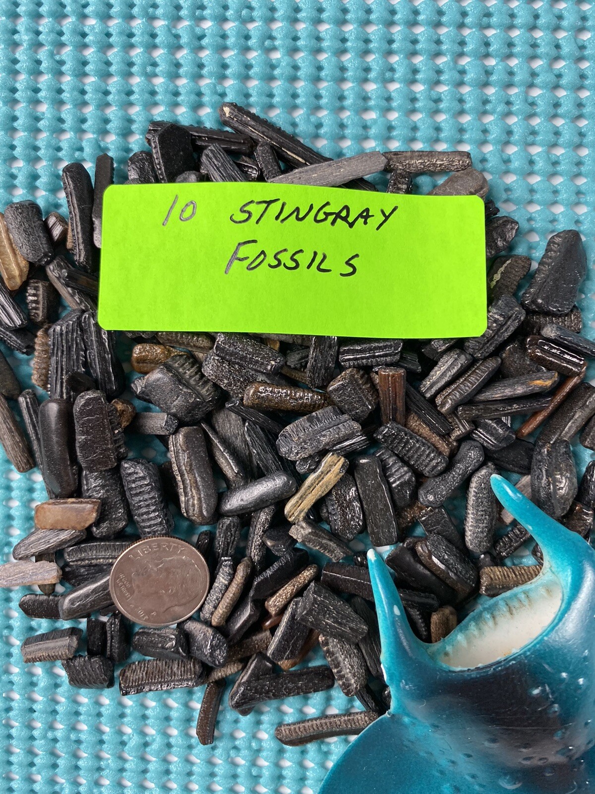 150 Piece Shark Teeth / Fossil Starter Kit From Venice Florida