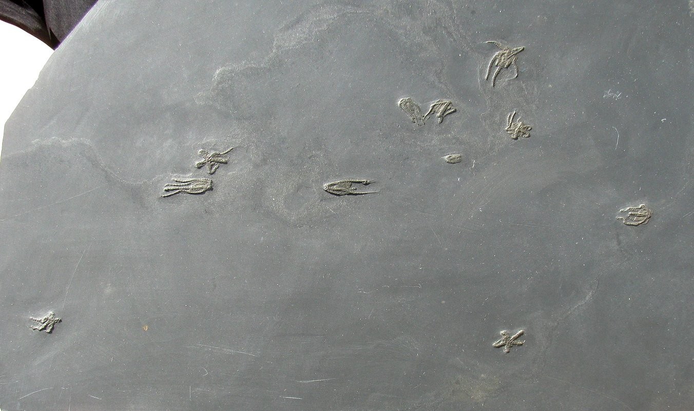 INCREDIBLE PLATE OF TEN 10 FURCASTER BRITTLESTAR FOSSILS - BUNDENBACH, GERMANY!