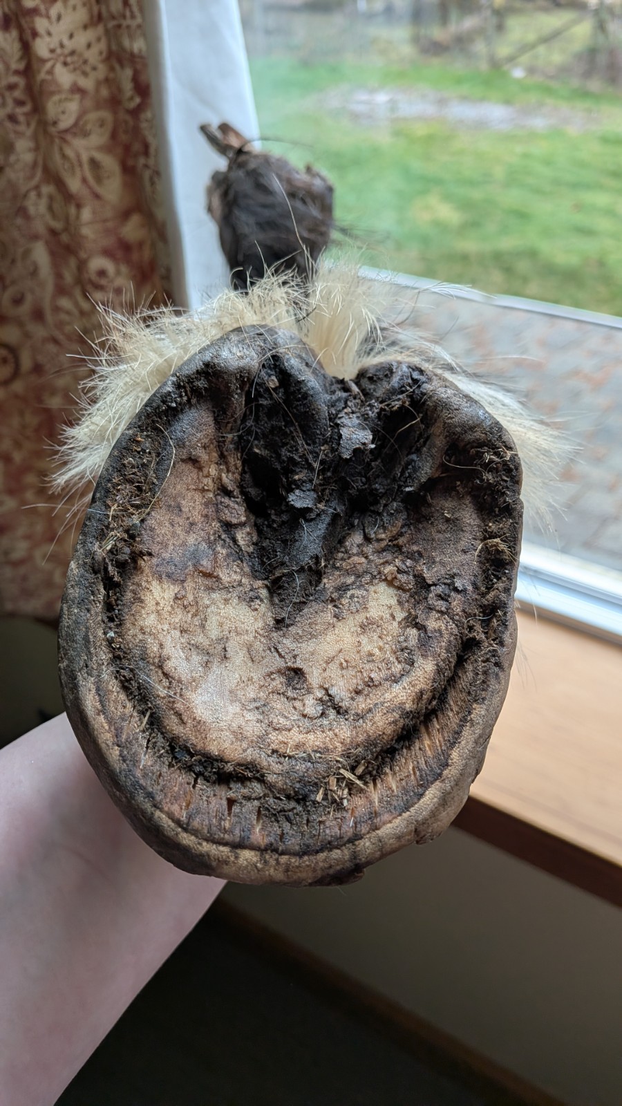 REAL PONY HOOF LEG Freezedried/ Fixed No Cut Bones. Ready To Bisect lamanitis