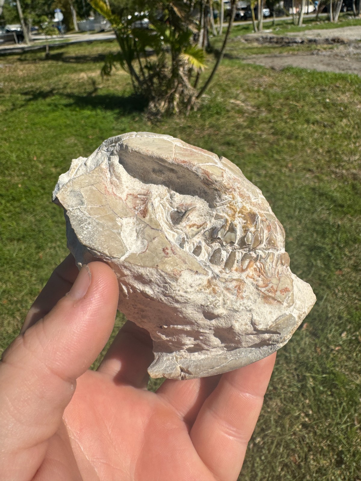 BEAUTIFUL PREP WHITE RIVER OREODONT LEPTAUCHENIA SKULL JAW TEETH BONE FOSSIL