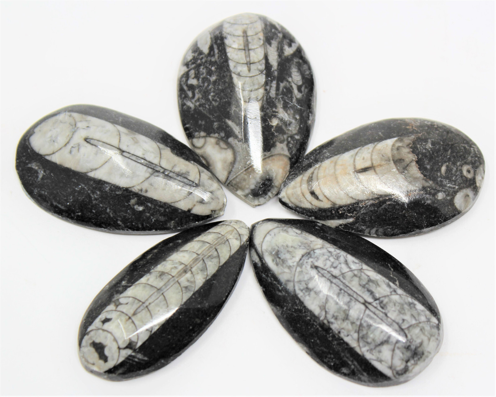 1 x Orthoceras Fossil, Fossilized Ancient Cephalopod (465+ Million Years Old)