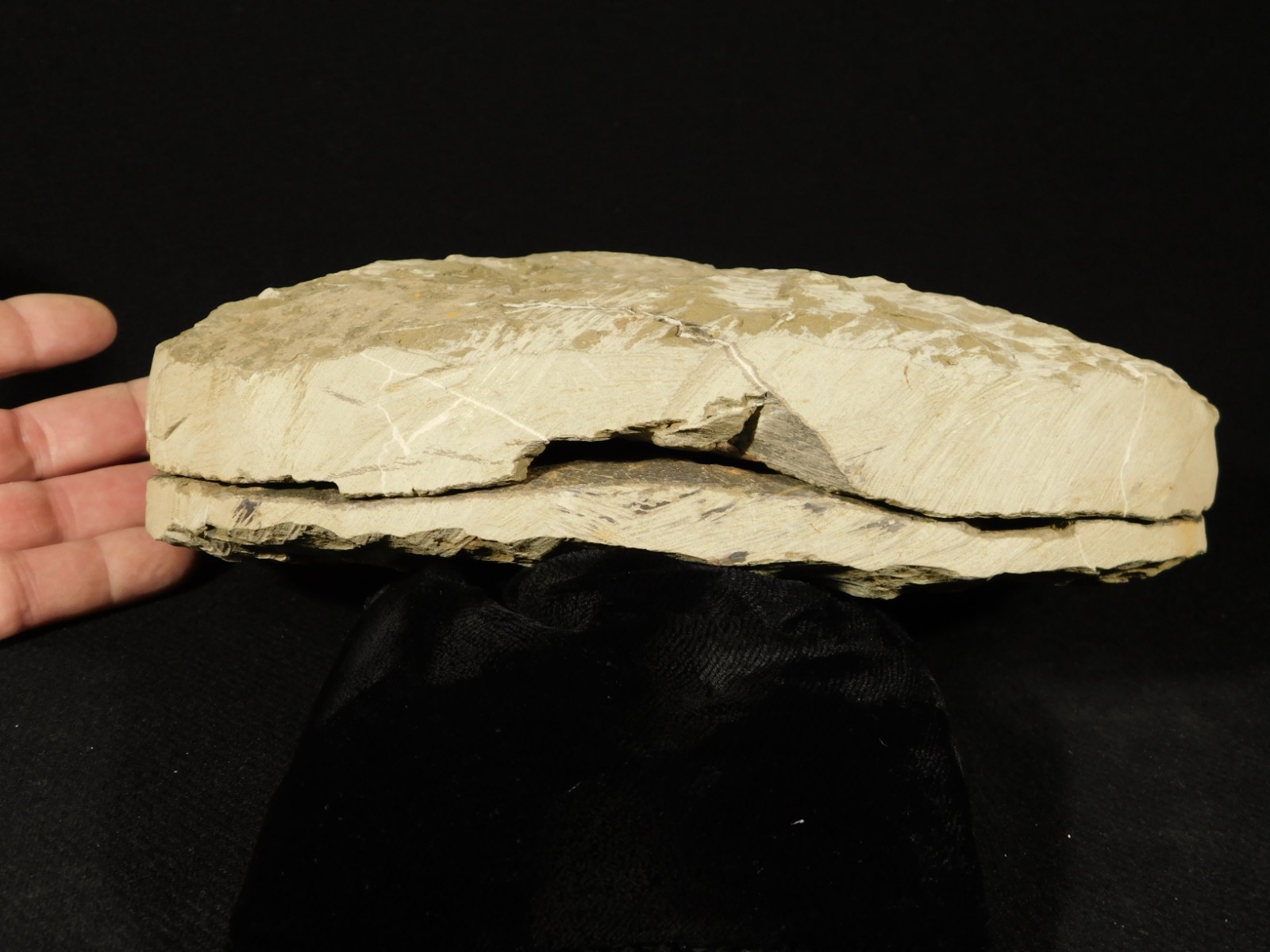 HUGE! 530 Million Year OLD! Andalusiana Trilobite Fossil Anif Morocco 3933gr