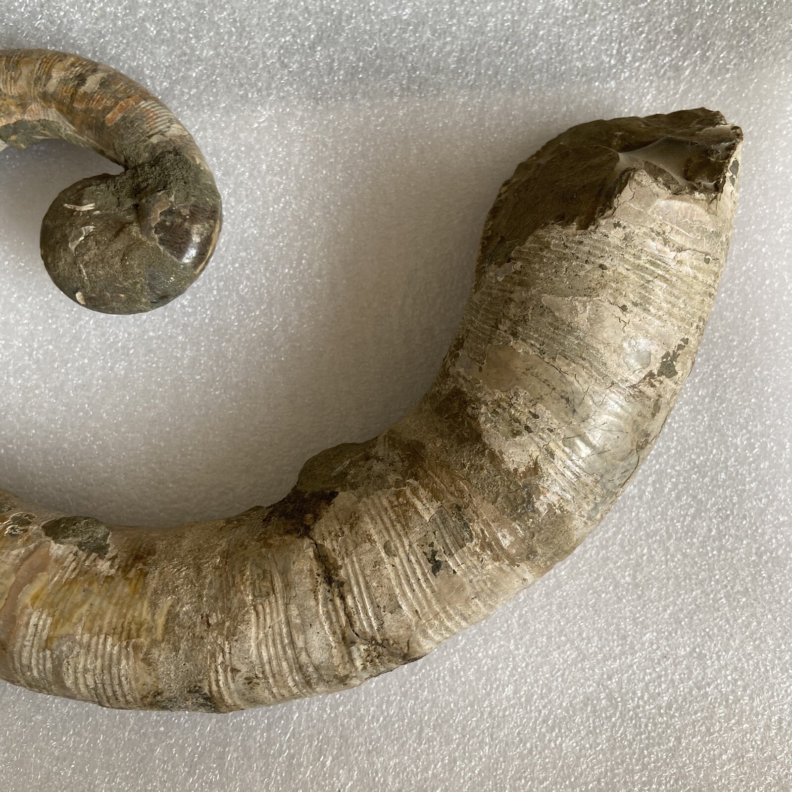 1242g215mm Big Repaired Ancyloceras Ammonite Fossil Sutures Crystal Display Mad