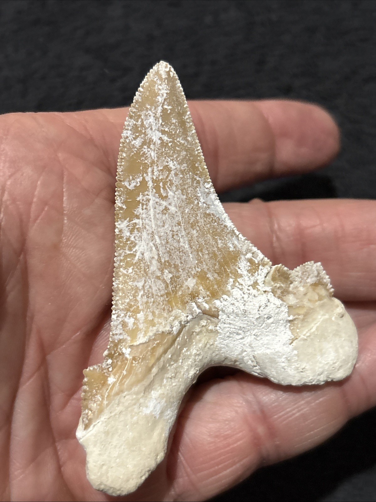 Paleocarcharodon Very Large 3 + Inches Minor Damage To Root. Needs Cleaning