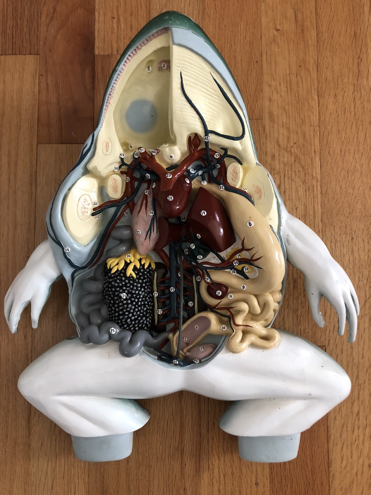 VTG Nystrom Bull Frog 3D Numbered Model Dissection Anatomy Biological 1970s  16"