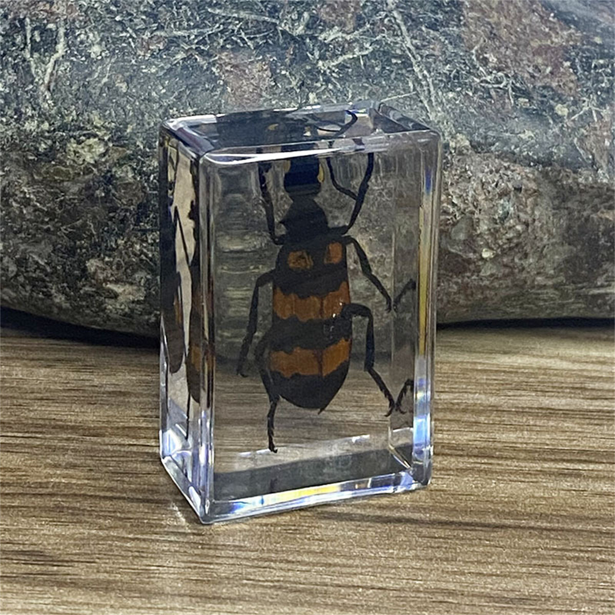 Insect In Resin Specimen Paperweight Spider Beetle Collection Science Education