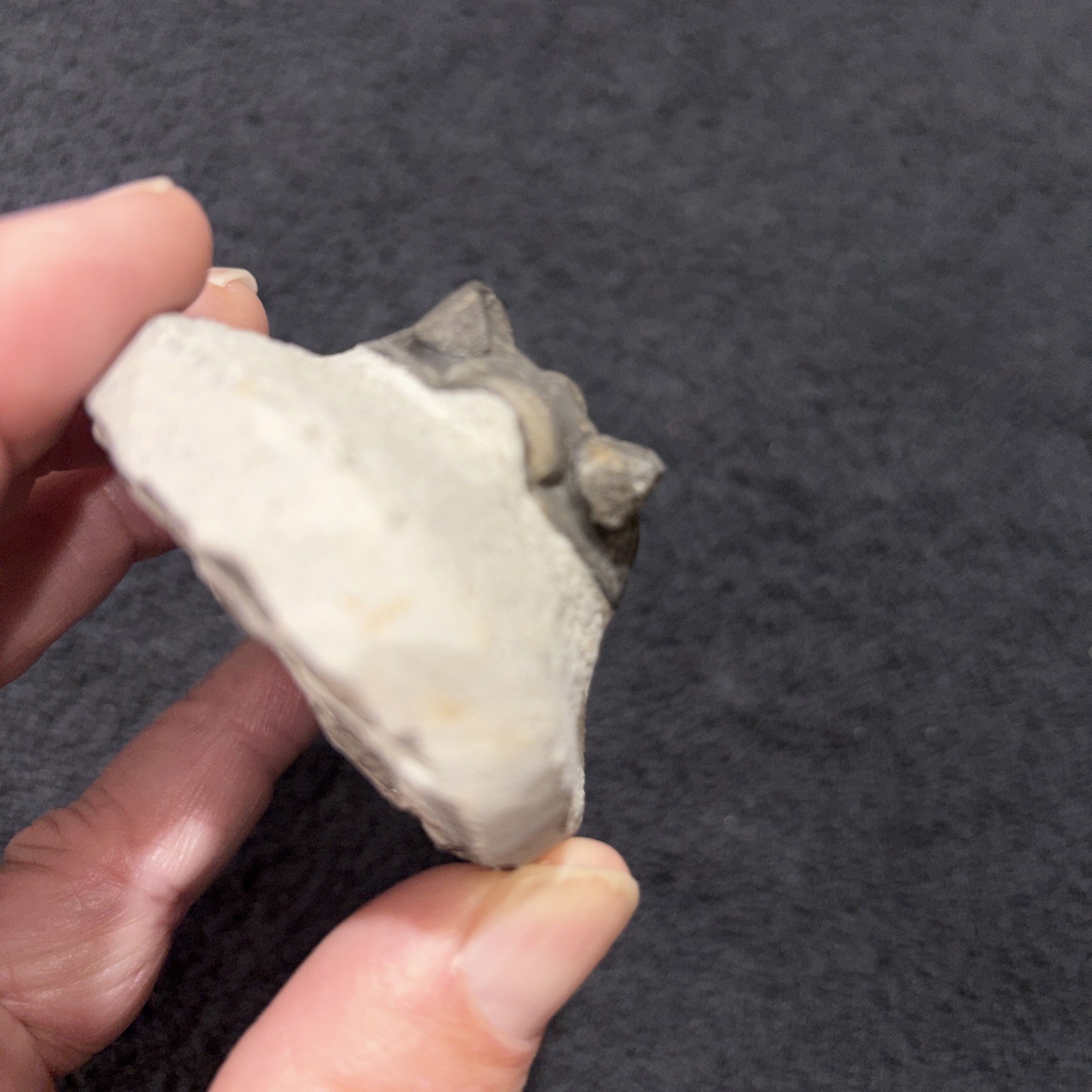 Coltraneia (Trevoropyge)) Trilobite Huge Eyes 2 1/4 Inches Pretty Specimen Devon