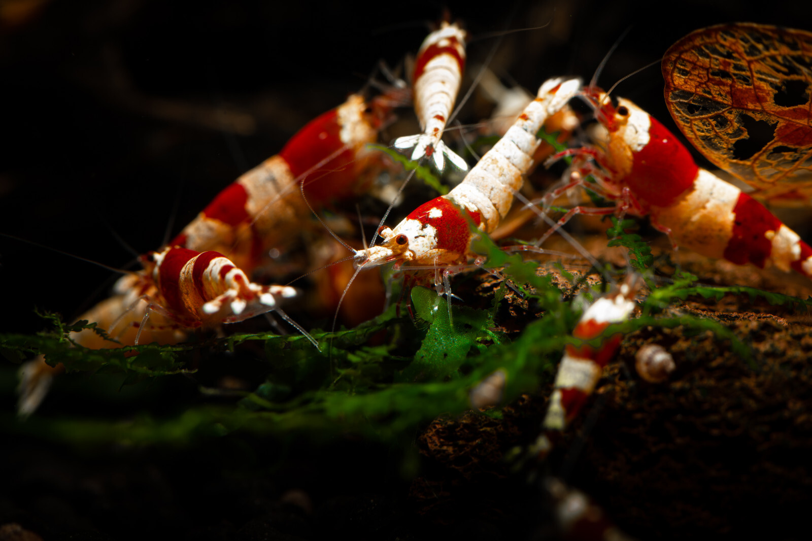 Biohome Ultimate Filter Media Aquarium Pond (FREE bacteria balls)