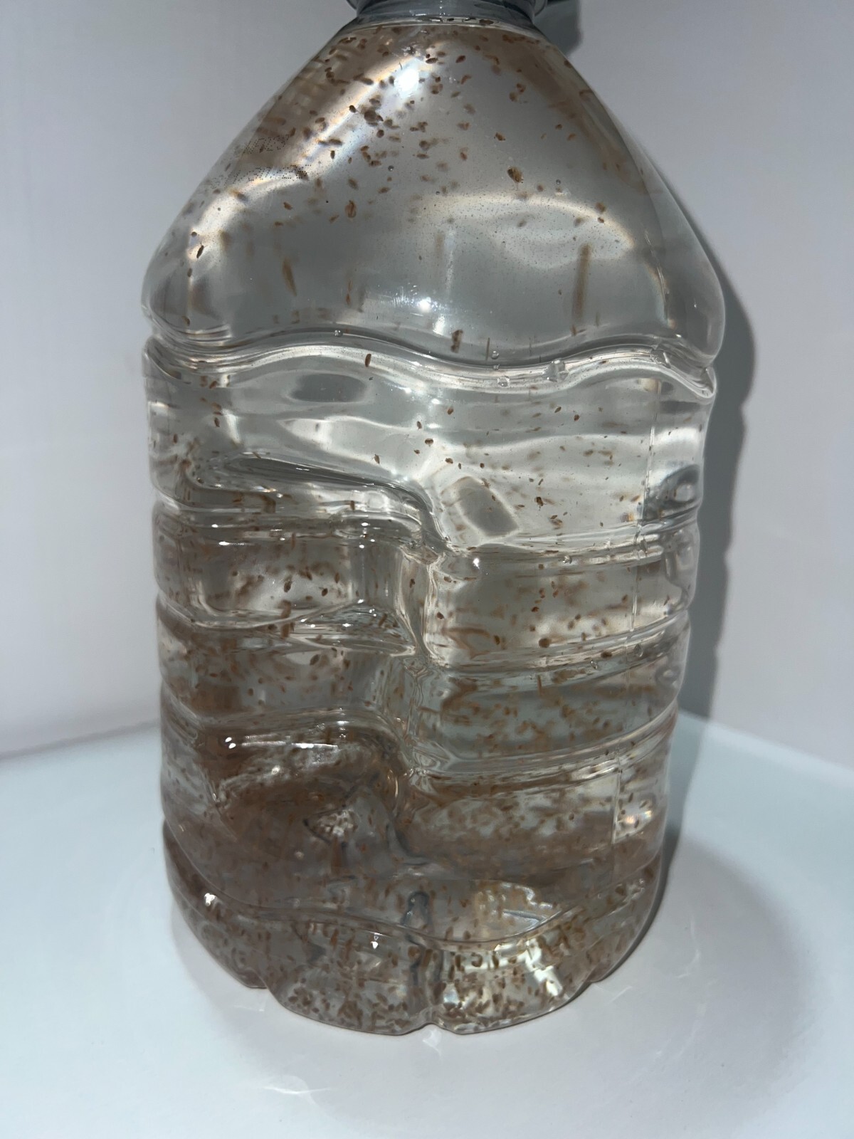 2500 Daphnia Magna (Clean Indoor Culture) Buy 2 get 1 free!