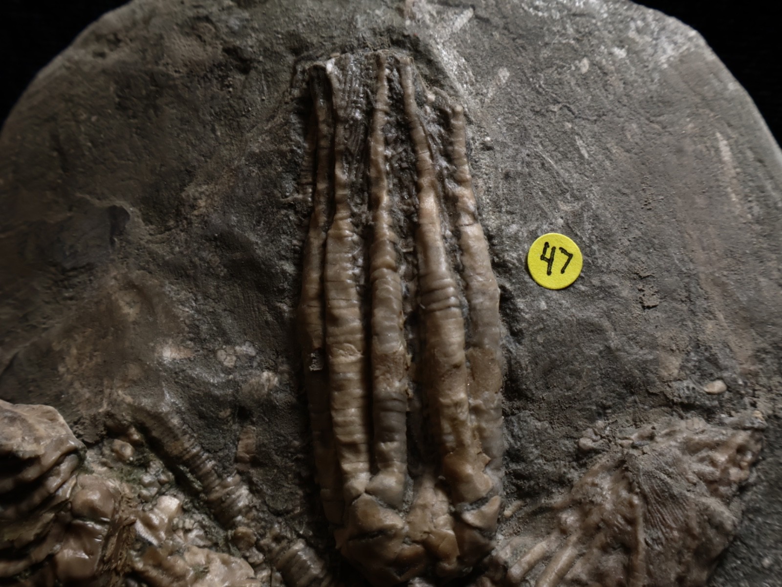 Threaded Fossil Crinoids, Crawfordsville, Indiana