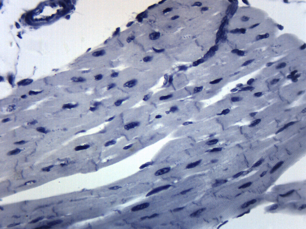 Cardiac Muscle, Mammal - Prepared Microscope Slide - 75x25mm - Eisco Labs