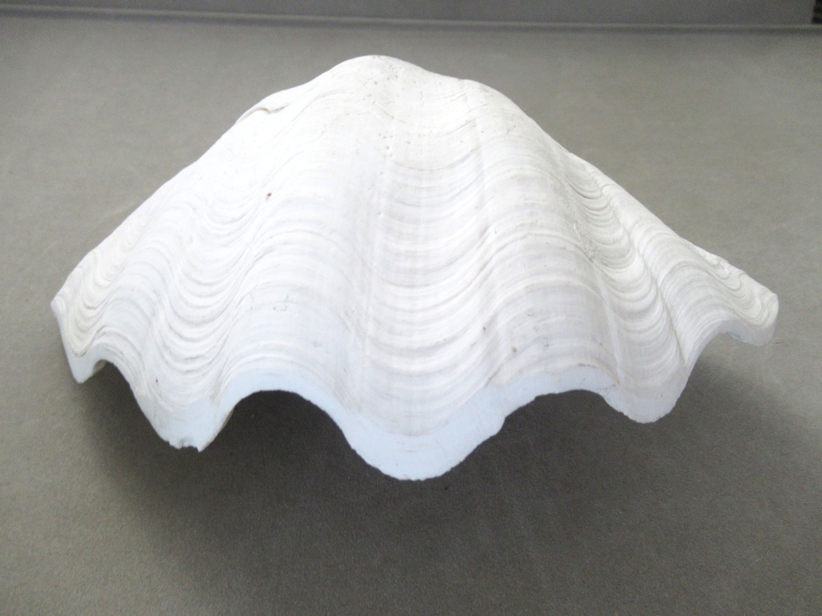 Natural Half Clam Shell Seashell Half Approximately 9" by 6"