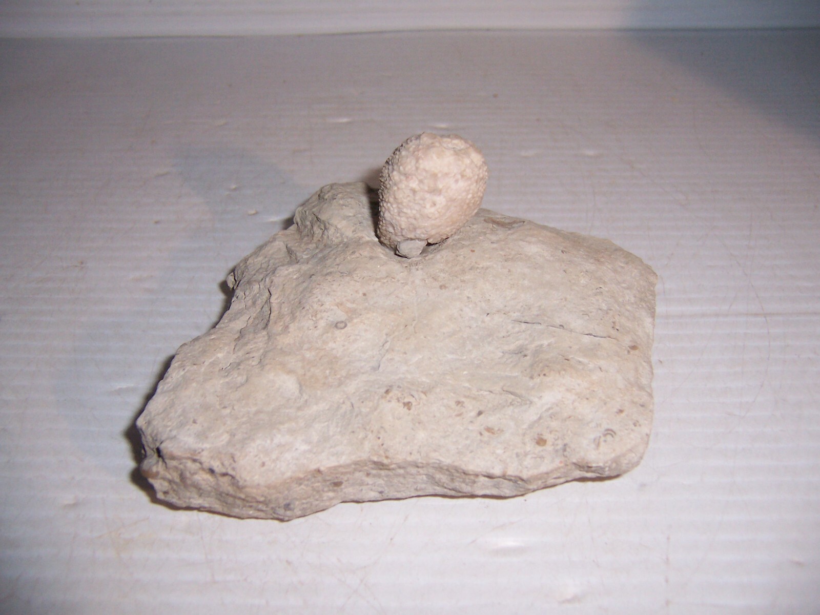 Fossil Holocystites Scutellatus Cystoid Silurian Niagaran Formation Osgood Shale
