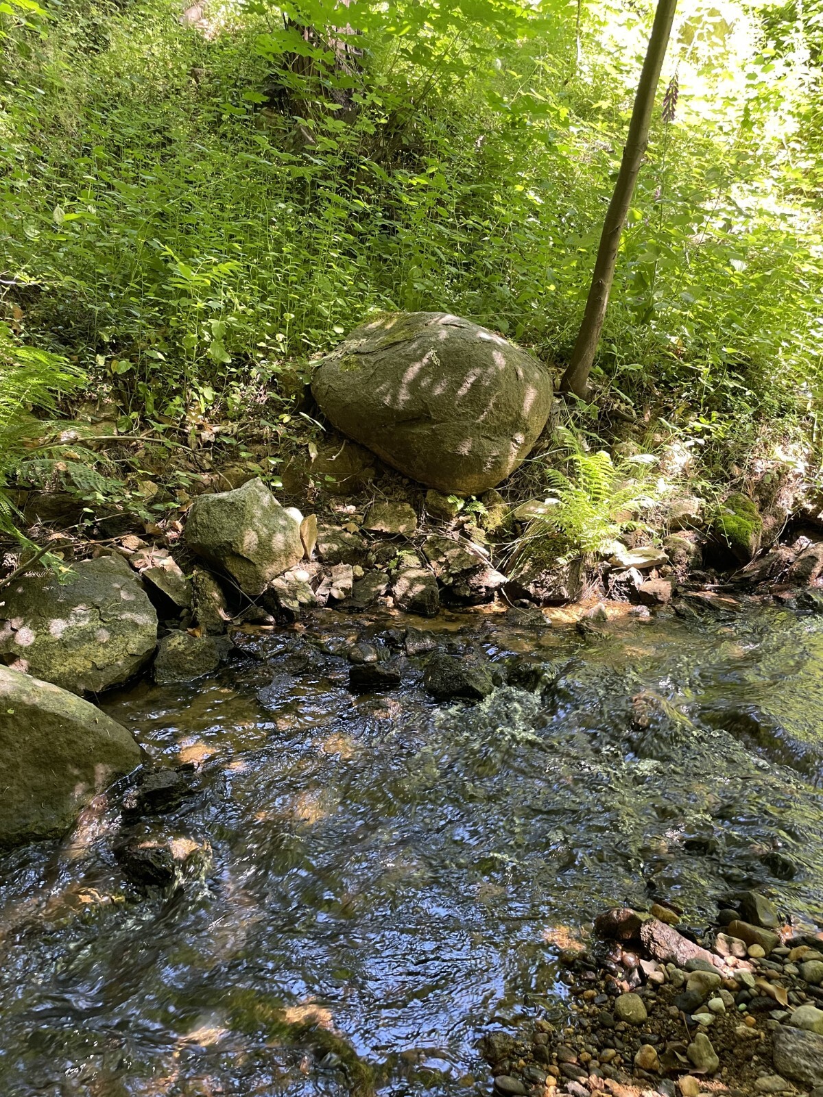Yuba River Gold Unsearched Paydirt Plus Added Gold Straight from the River rich