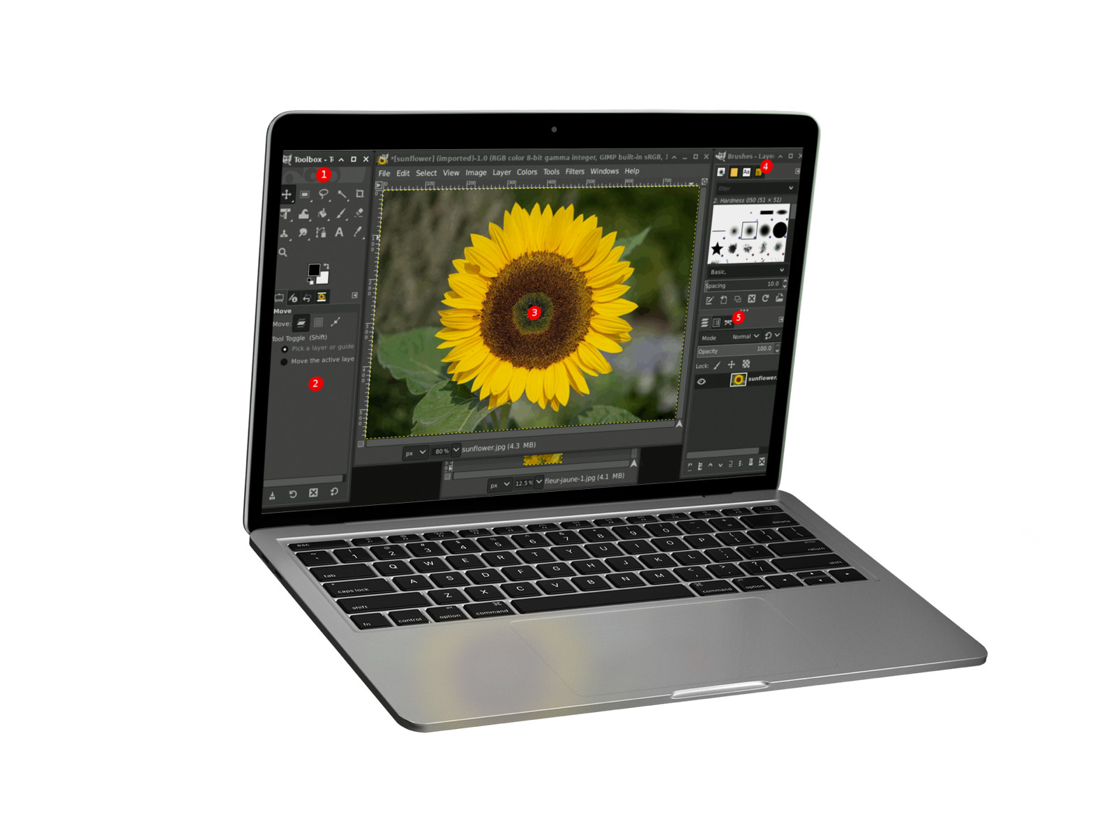 GIMP 3 (2025 Edition) Pro Graphic Design - Image Editing Software Program on CD