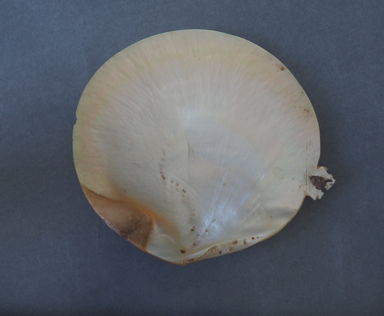 BEAUTIFUL OLD MOUNTED OCEANIC NEW BRITAIN PAPUA NEW GUINEA ARAWE CURRENCY SHELL