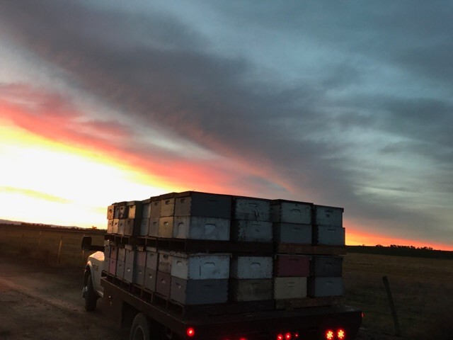 5 Gallon (60lb) Raw, Unfiltered Texas Honey from Desert Creek. Gluten Free