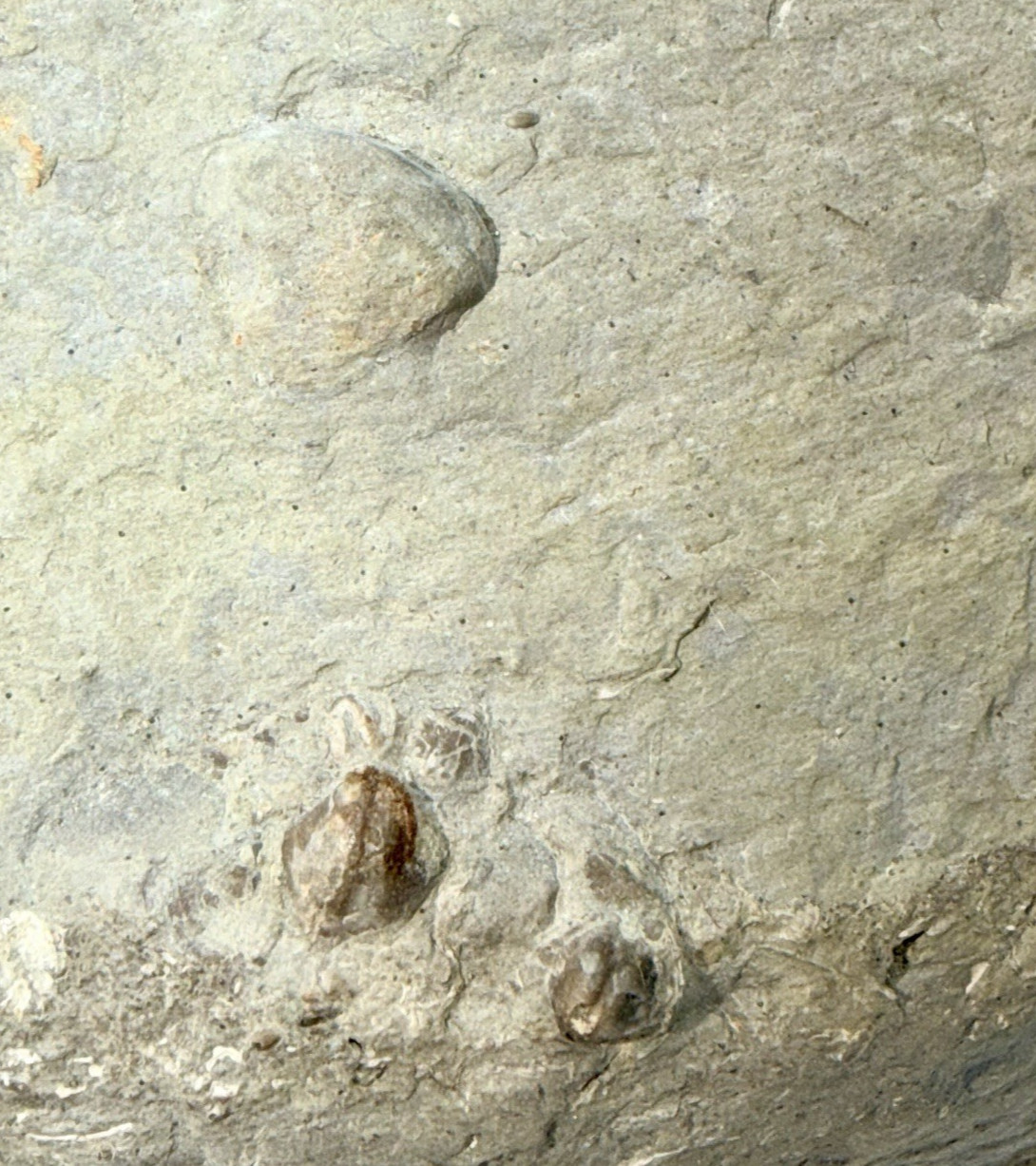 Large 31-lb Paleozoic Fossil Concretion w/Trilobite, Brachiopods, Gastropod poop