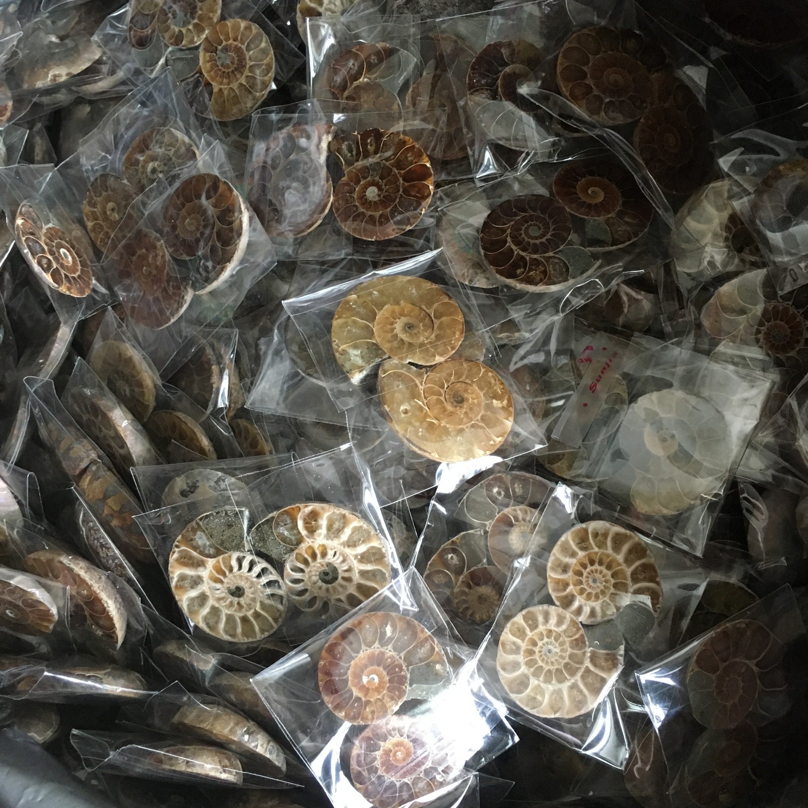 50 pair of Split Ammonite Specimen Shell Healing Madagascar 02