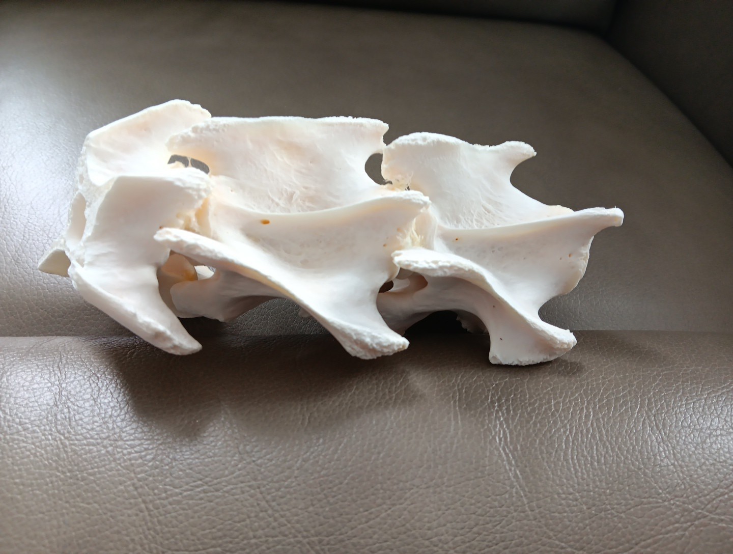 Deer Spine Connected 3 Vertebrae Professionally Cleaned Whitened Taxidermy Buck