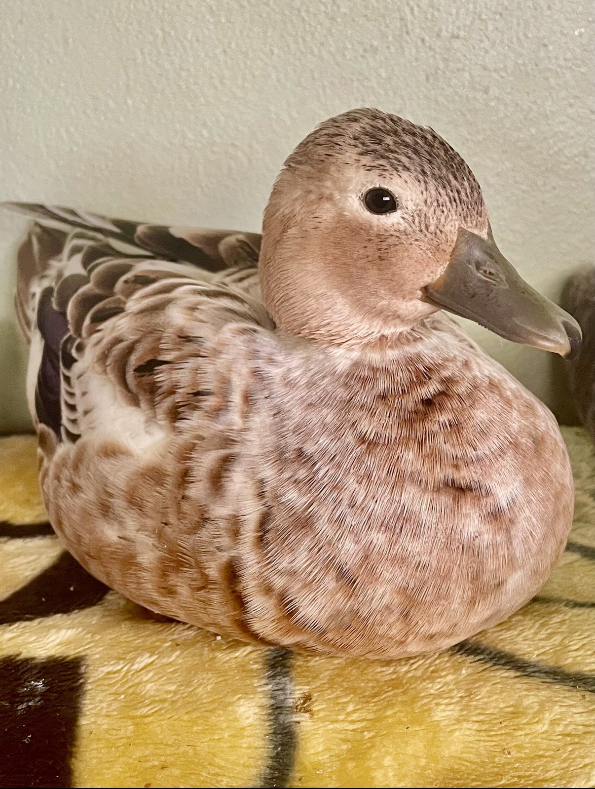 Snowy Call Duck Hatching Eggs- Qty 6 Pet Quality Fertile Call Duck Eggs