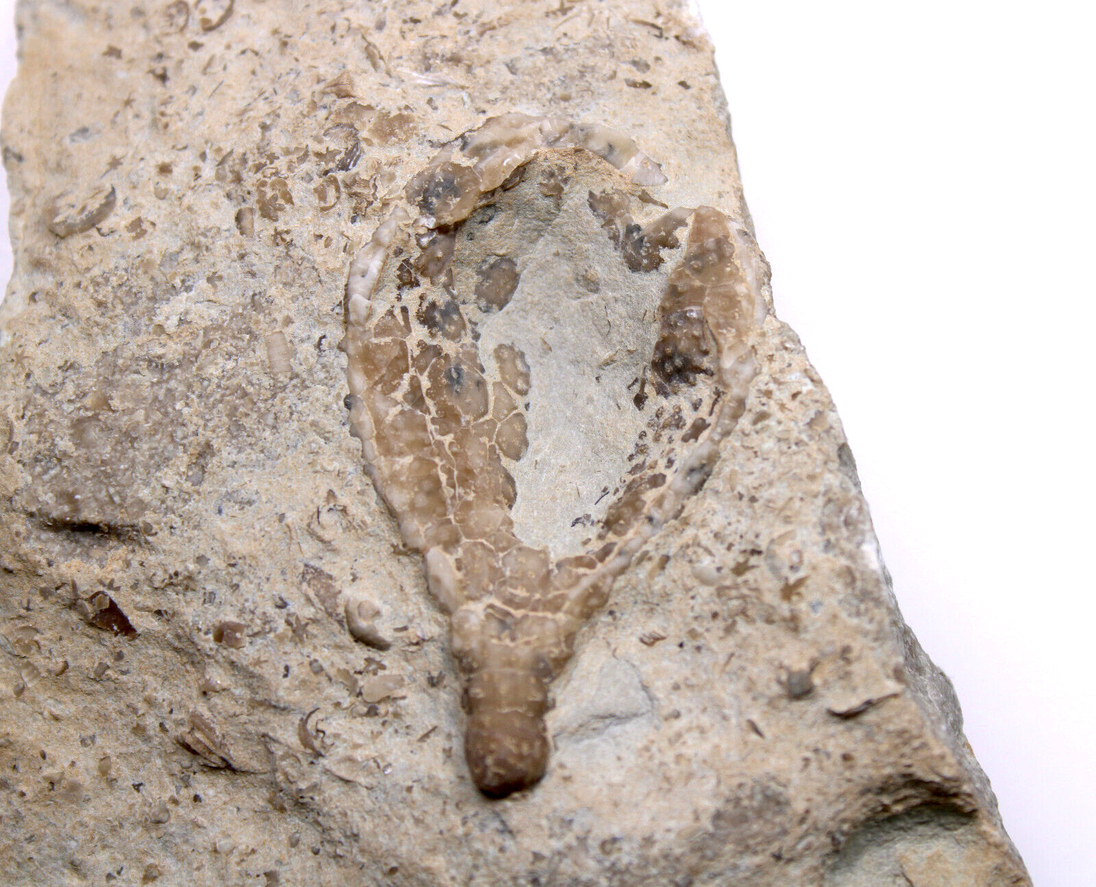 Holocystites scutellatus Silurian Cystoid Fossil Indiana Massie Shale