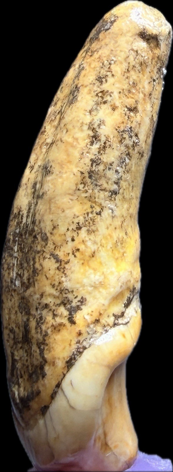 👀 Fantastic Rare Romanian Cave Bear Canine Tooth Fossil, Ursus Spelaeus ✨🔥