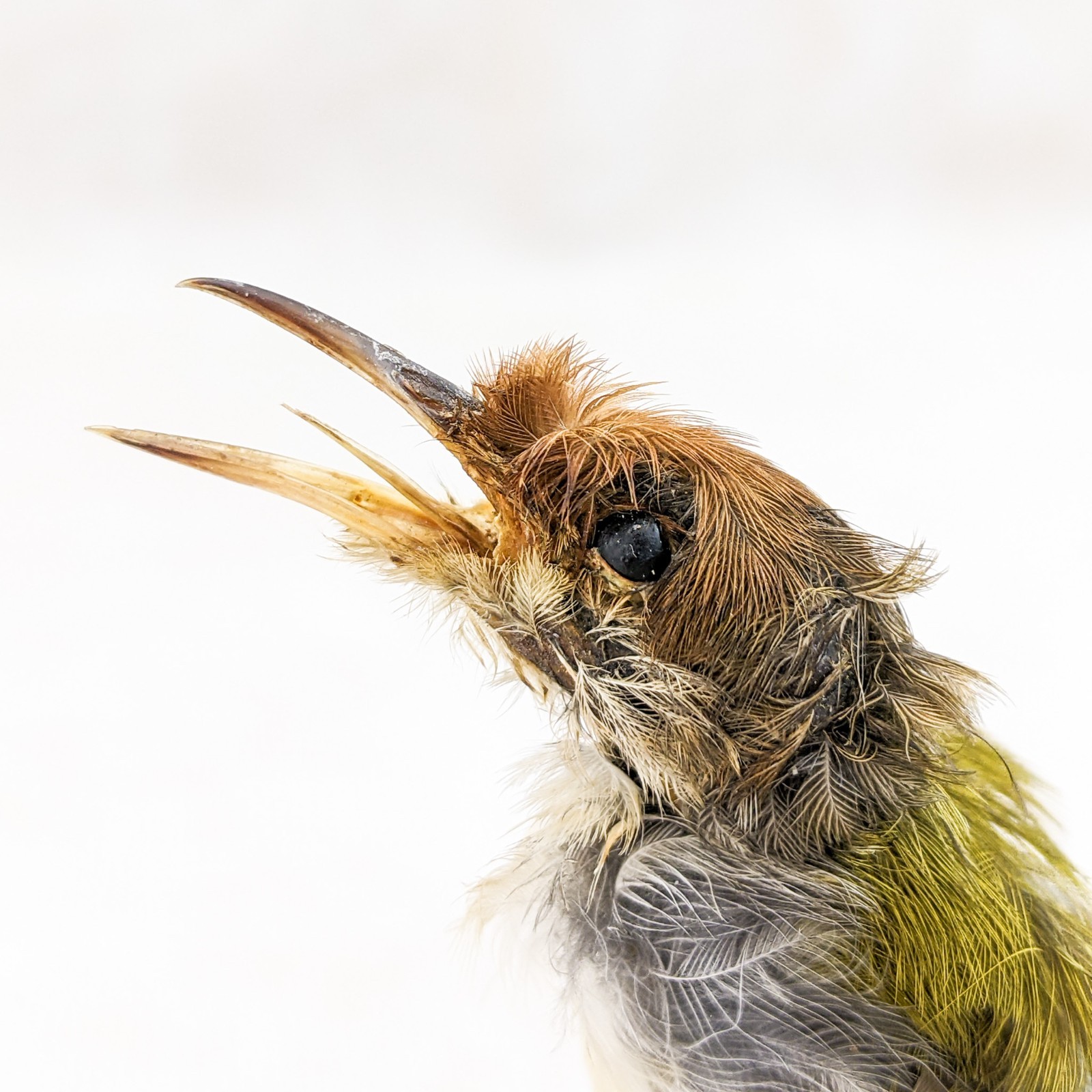 Ashy Tailor bird taxidermy Orthotomus ruficeps Bird Specimen oddities gift decor