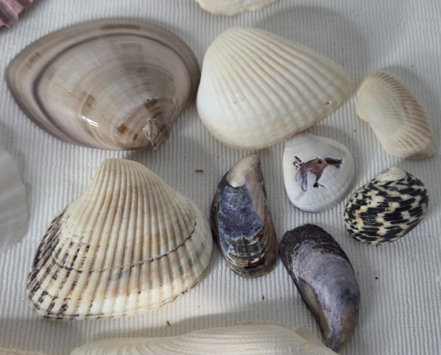 Lot of 32 Clam Scallop Shells Various Sizes from 1"- 4'' Natural Seashells