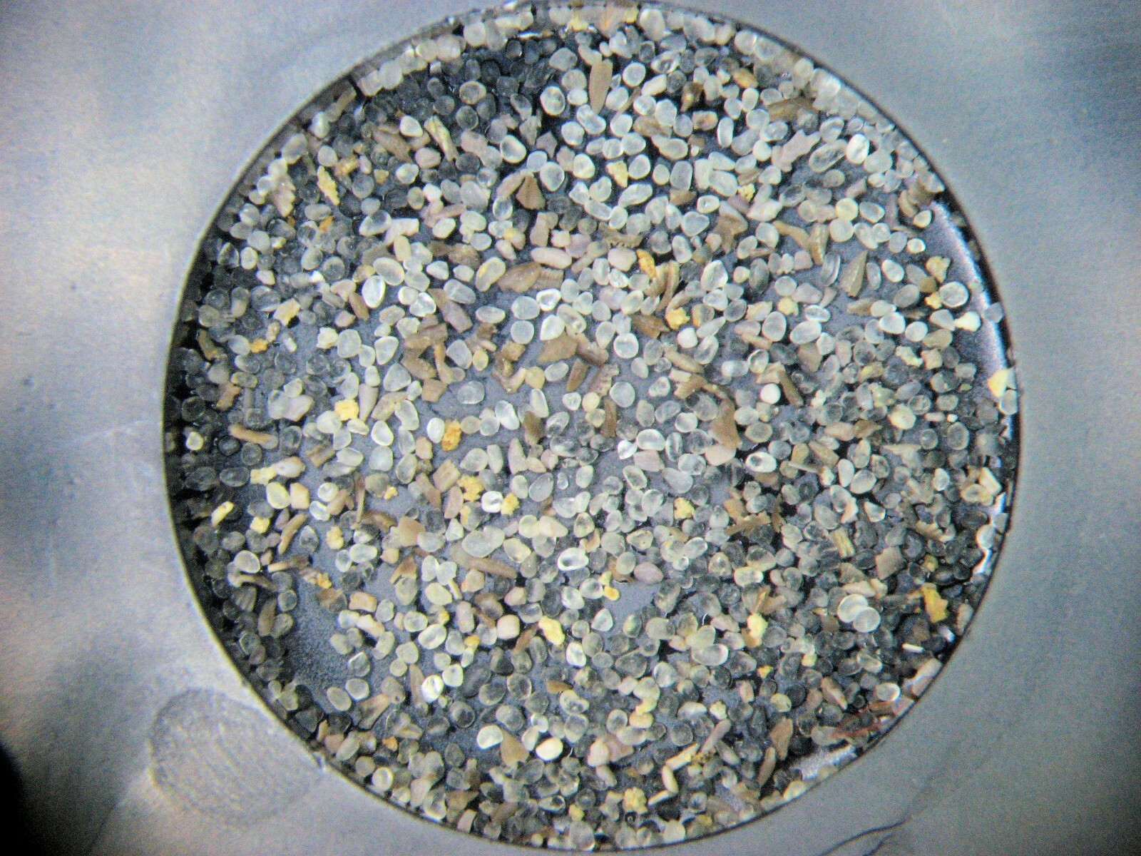 Ordovician to Triassic Conodont microfossil 8 slide collection rare fossils