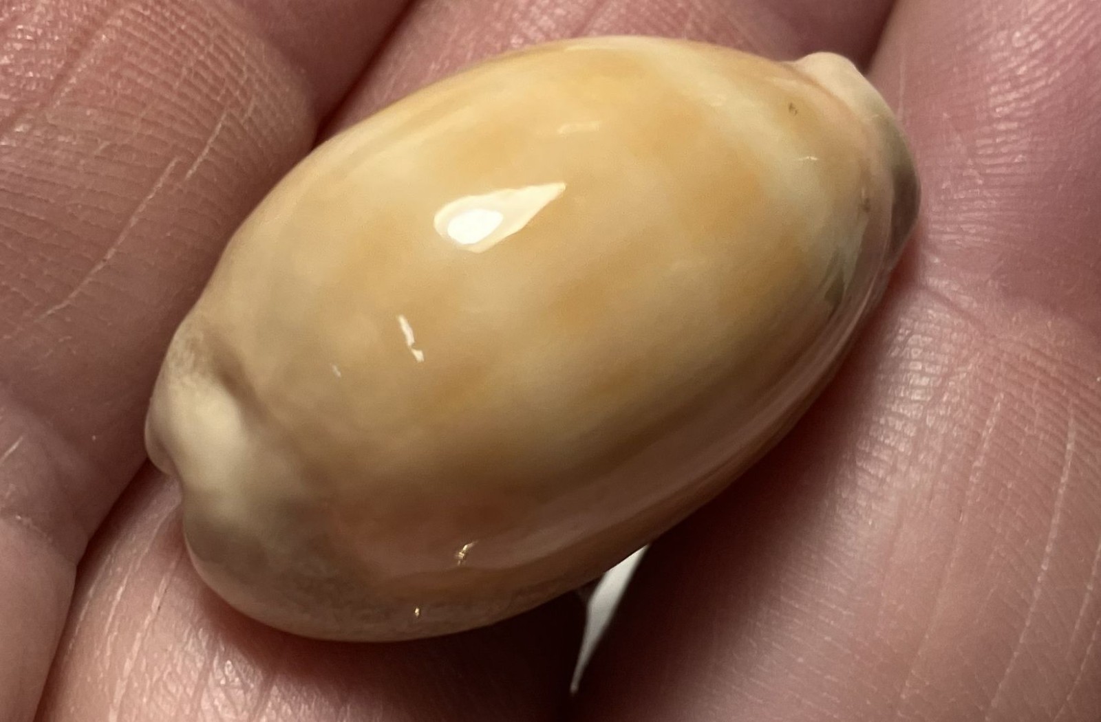 Cypraea collection. 8 shells and 6 species. Great Shape. worldwide collection