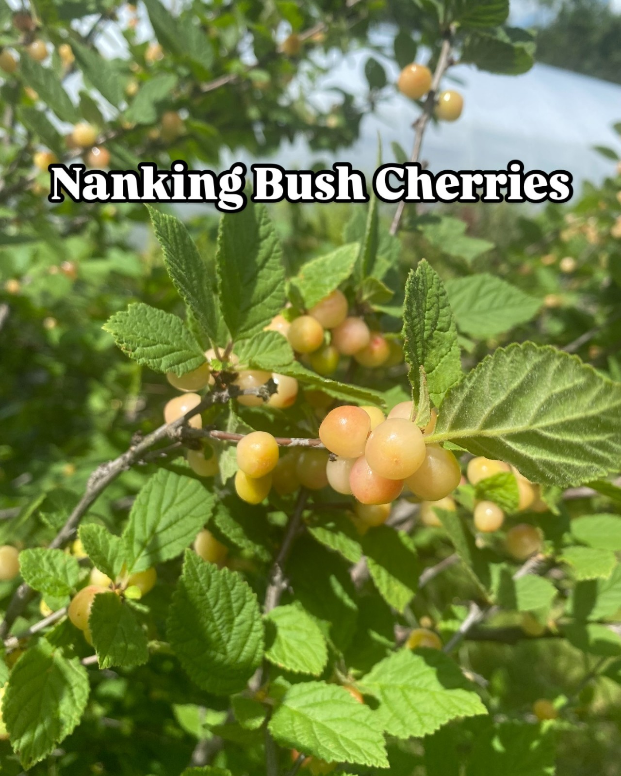 1 DORMANT Nanking White sweet bush cherry plant. Zones 2-7. Not self-pollinating