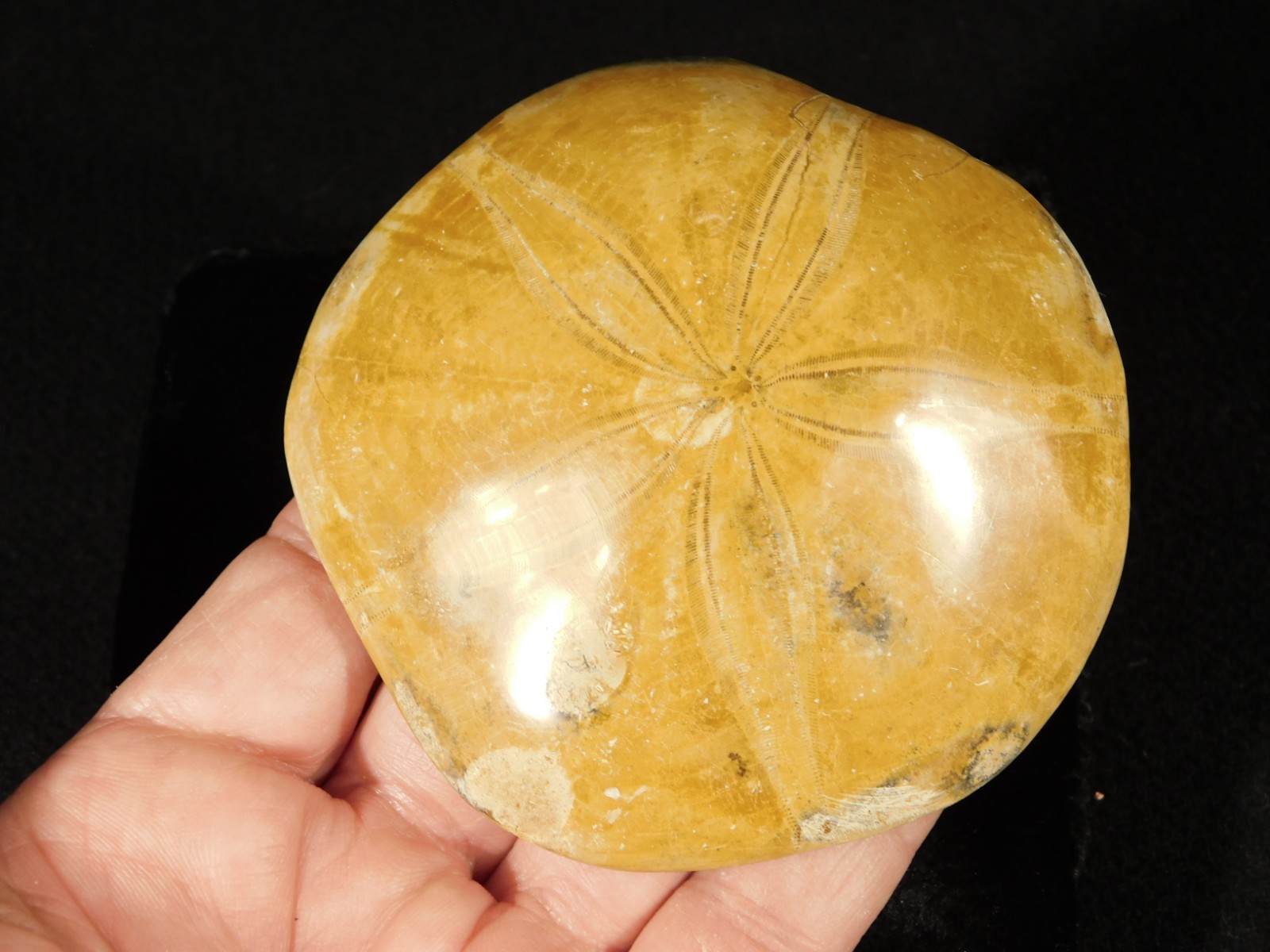 Big! Polished 150 Million Year Old! SAND DOLLAR Fossil Madagascar 194gr