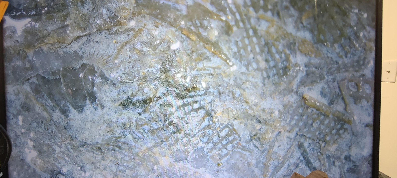 Silurian Sea Bed Fossil NW Ohio