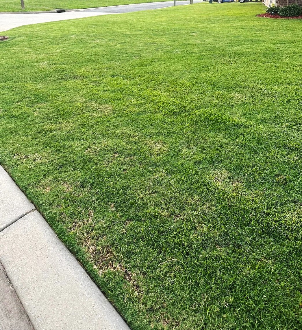 Bermuda Grass, Coated Unhulled Seeds - For 2026 Planting Warm Season