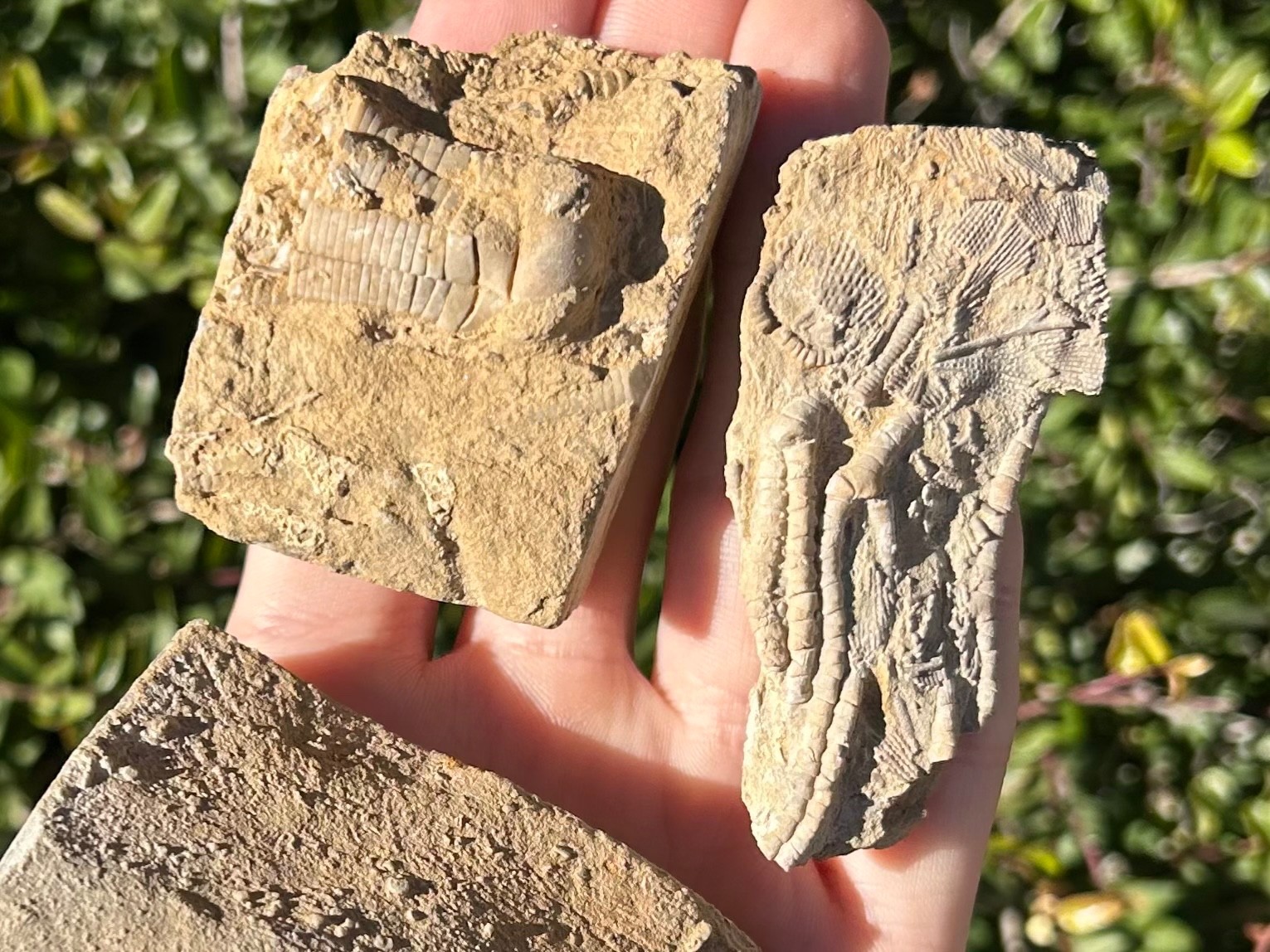 Crinoid Fossils in Matrix LOT OF 3 Alabama Phanocrinus Aphelecrinus Bangor Fm