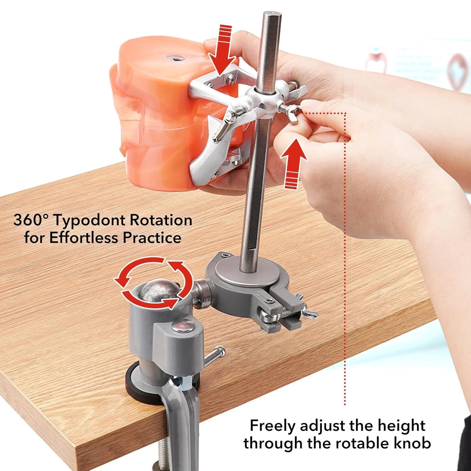 Dental Typodont Mounting Pole & 32 Removable Teeth Model Set - 360° Rotating USA