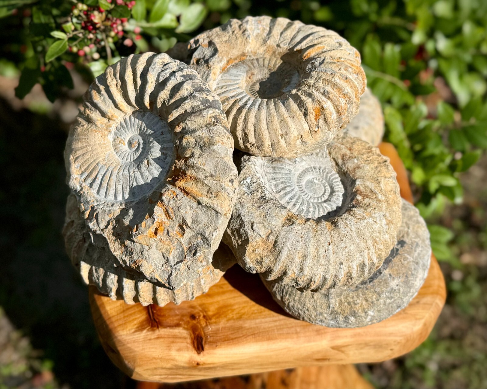 Jumbo Natural Ammonite Fossils From Morocco, 6 - 8" Raw Ammonite Specimens