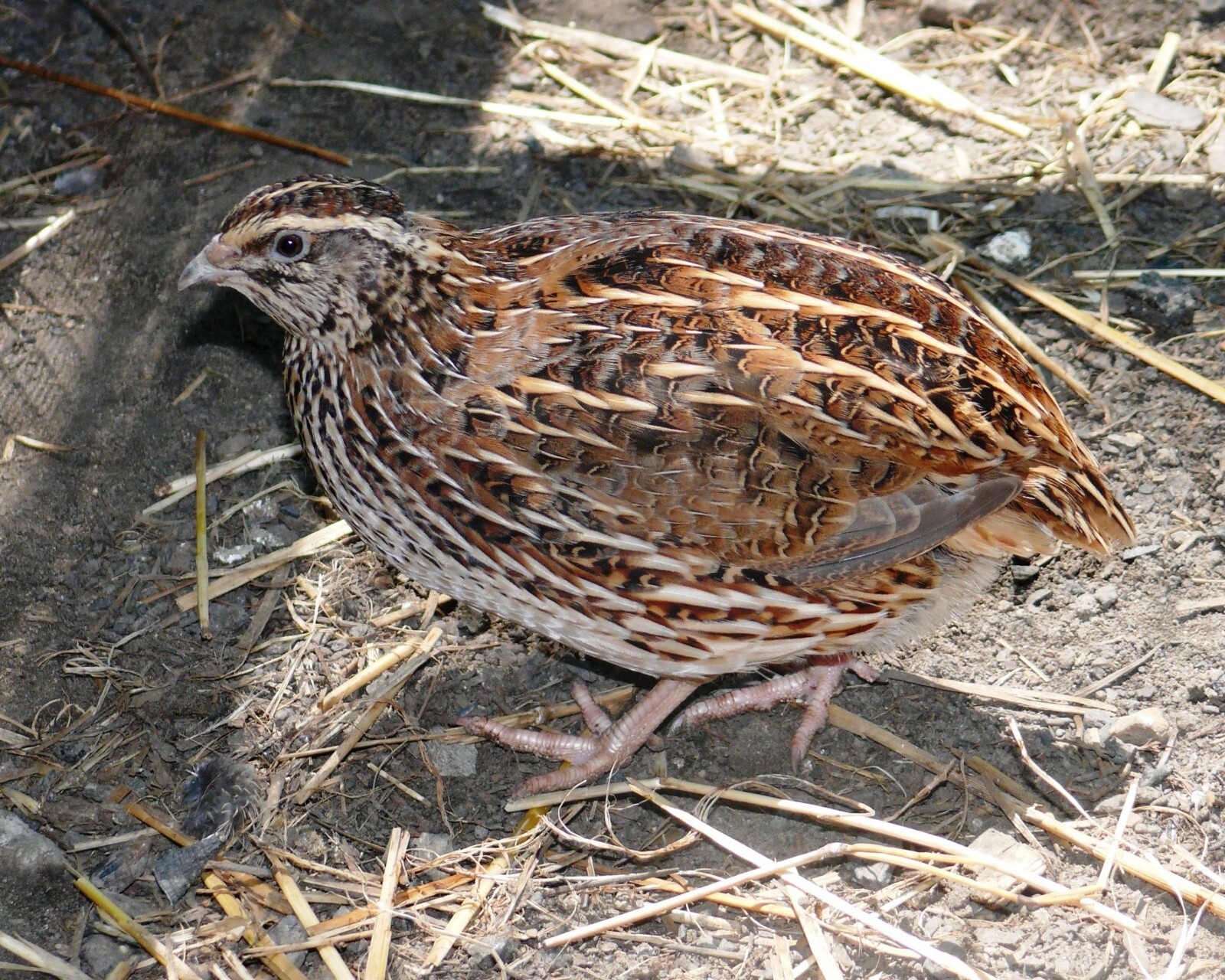 Game Bird Starter Feed Crumbles 30% Protein Quail Pheasants Turkey Guinea Fowl