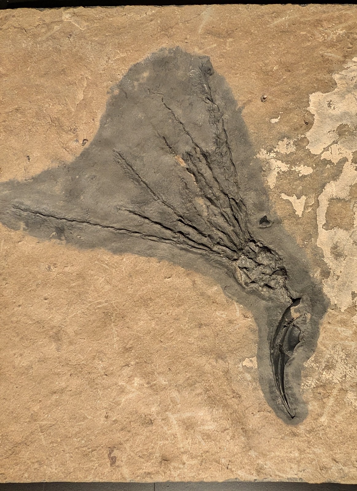 Gogia granulosa Fossil Wheeler/Marjum Formation, Utah Cambrian Proto-echinoderm