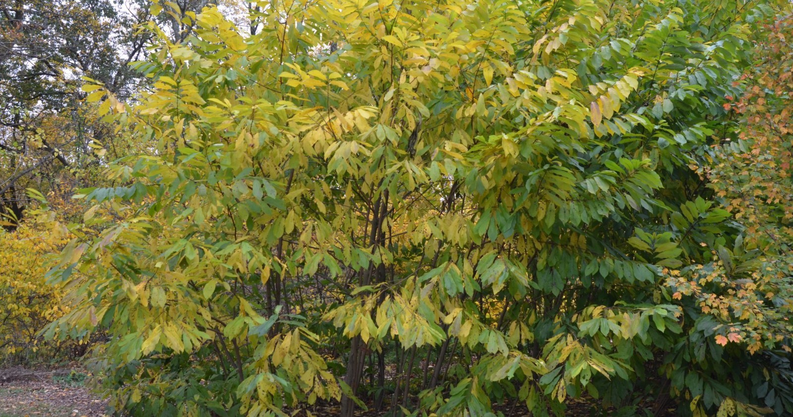 3 PawPaw Tree 12-24" Asimina triloba Bare Root