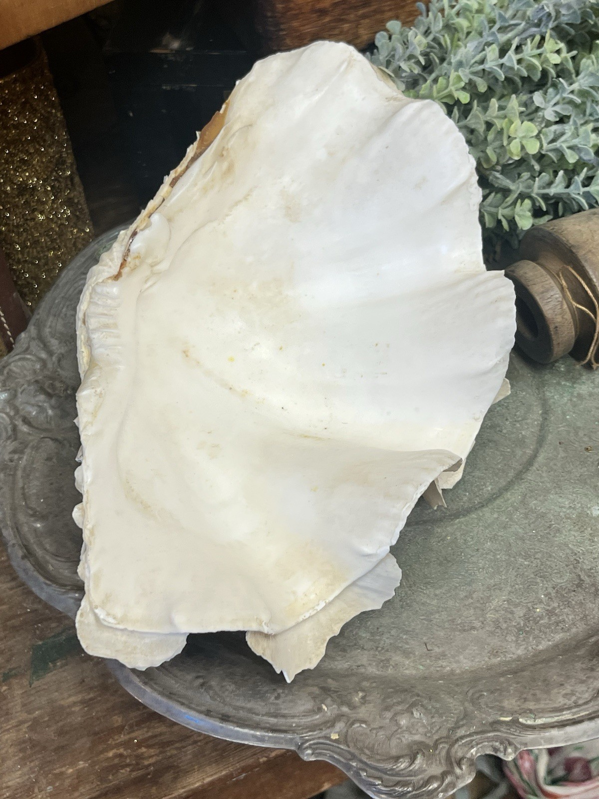 NATURAL REAL GIANT 10” CLAM SHELL SEA SHELL OCEAN SEA Tridacna Gigas