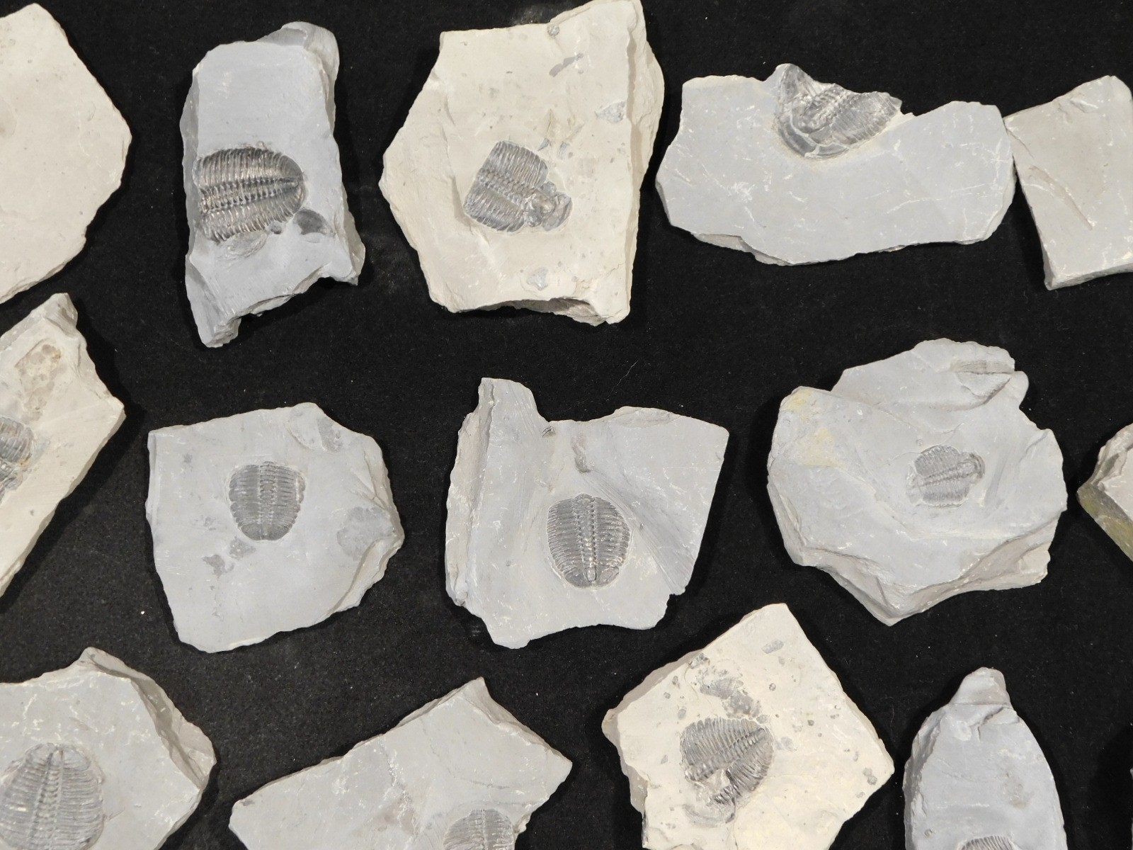 GIANT Lot of FORTY 100% Natural Elrathia TRILOBITE Fossils in Matrix Utah 2300gr